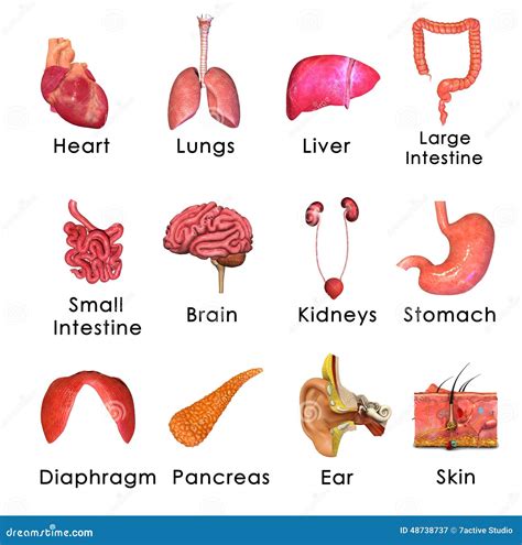 Human Body Organs Simple