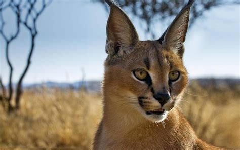 🔥 Download Animals Namibia Caracal Bing Blurred Background Wallpaper by @jasonwebster | Bing ...