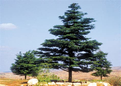 Lebanese Cedar—The Prized Tree of Ancient Woodworking - Biblical Archaeology Society