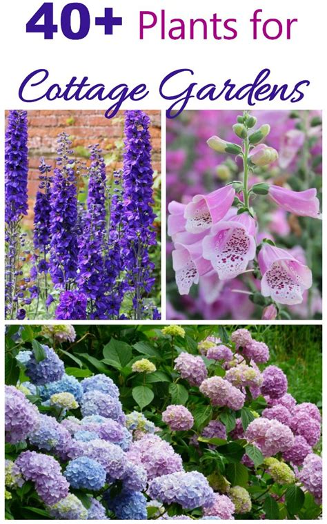 Cottage Garden Plants - Perennials Annuals & Bulbs for Cottage Gardens