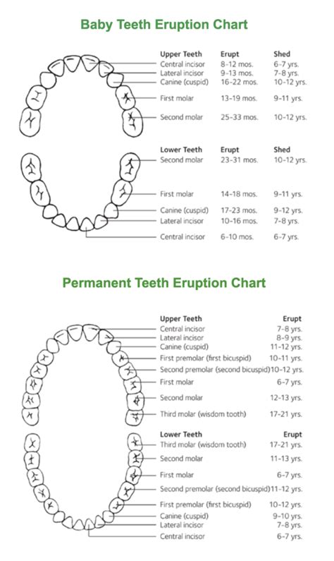 Article: Tooth Eruption: Why do we lose baby teeth?