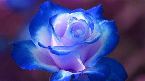 Blue Rose Wallpaper HD | PixelsTalk.Net