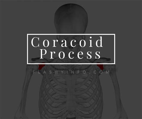 Coracoid Process - How Does it Affect Vision - Flashy Info