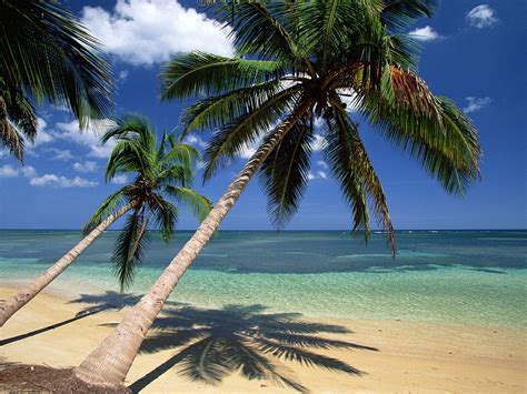 🔥 [40+] Tropical Palm Tree Wallpapers | WallpaperSafari