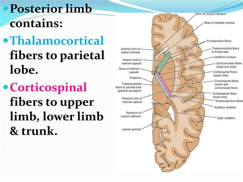 PPT - Internal Capsule PowerPoint Presentation, free download - ID:2821476