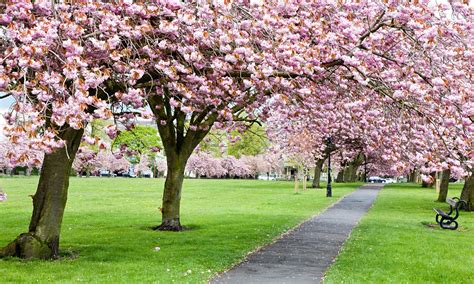 Trees with cherry blossom along a path through grass