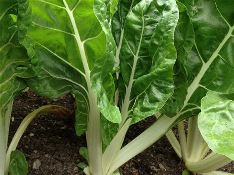 Swiss Chard Seeds - Honest Seed Co.