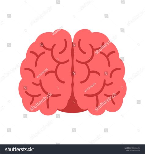 Human Brain Front View Isolated On Stock Vector (Royalty Free) 1806068674 | Shutterstock