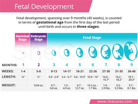 Fetal Development | SheCares