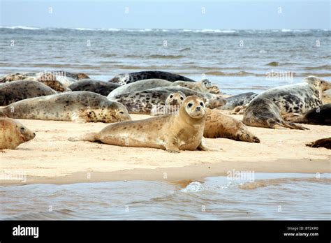 Seals at Blakeney Point, Norfolk Stock Photo - Alamy