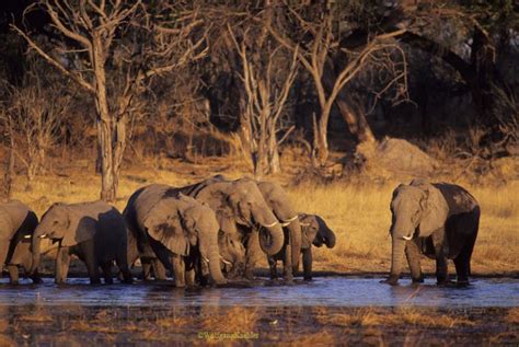 African elephant herd is drinking from a pond in evening light — Photo Tours