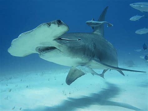 Report says sharks in the Pacific Ocean are in danger of being overfished - Island Times