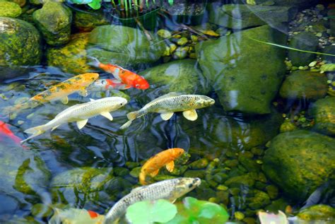 How Do I Keep The Water In My Koi Pond Clear? - Pond Heaven