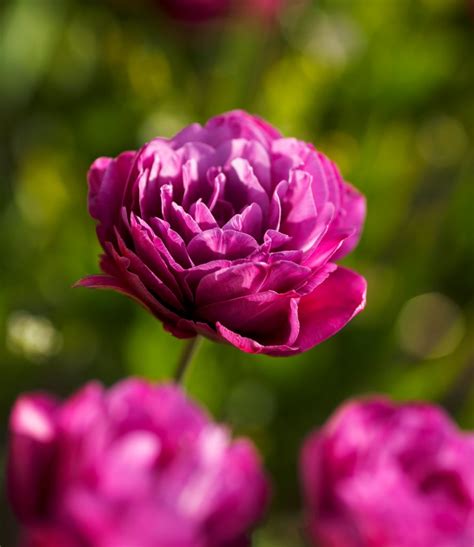 18 New Tulips for Your Spring Garden - Longfield Gardens