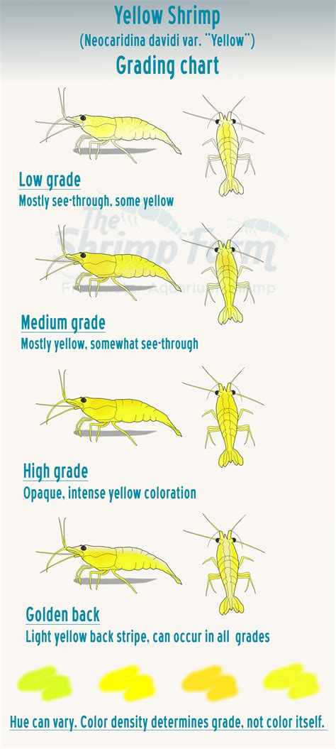 Grading Yellow Shrimp (Neocaridina davidi var. "Yellow") - The Shrimp Farm