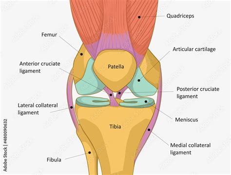 Human Knee joint anatomy. Knee Tendons, anatomical diagram 素材庫向量圖 | Adobe Stock