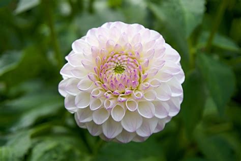 Garden, flower, close-up, dahlia HD wallpaper | Wallpaper Flare