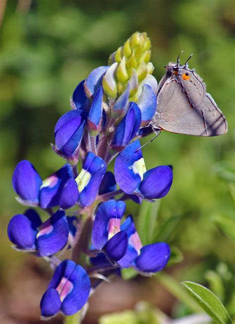 Texas Bluebonnets and Early Spring Wildflowers In The Great Trinity Forest