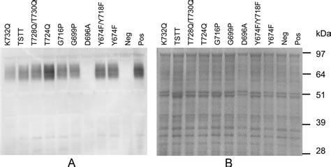 Western blot analyses of outer membrane proteins of P. gingivalis... | Download Scientific Diagram