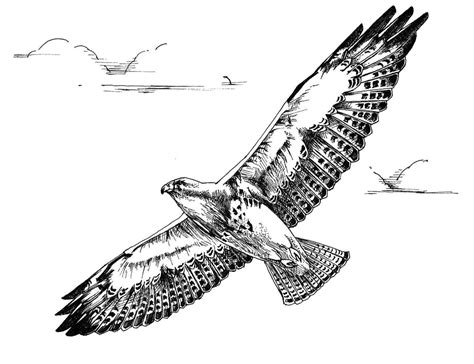 Hawk Flying Drawing at PaintingValley.com | Explore collection of Hawk Flying Drawing