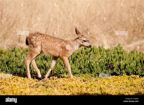 Mule Deer Fawn Stock Photo - Alamy