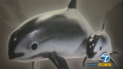 Meet the vaquita porpoise, the most endangered sea mammal in the world - ABC11 Raleigh-Durham