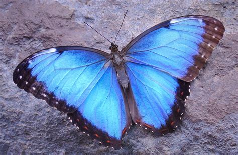 The Costa Rican Blue Morpho Butterfly