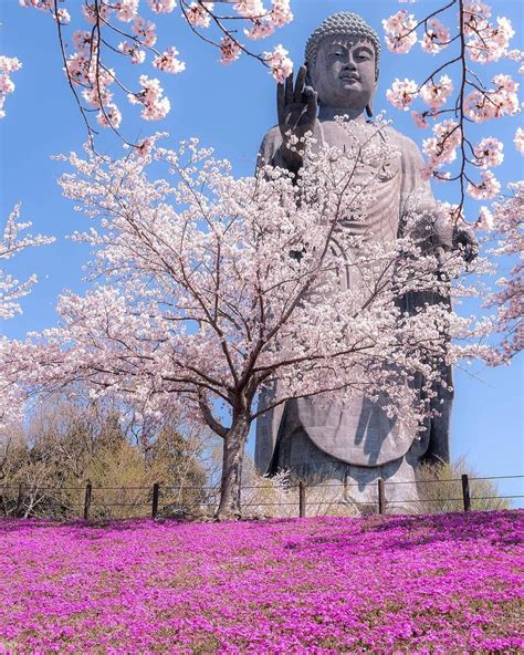 ☆🌸Ushiku Daibutsu🌸 All About Japan, Featured Artist, Cherry Blossom, Buddha Statue, Beautiful ...