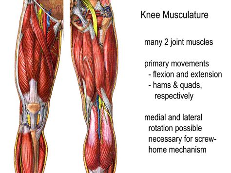 Anatomy Muscle Knee Joint