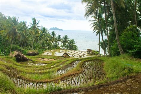 Terraced Rice Paddies · Free Stock Photo