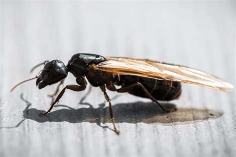 Flying Ant Infestation Services | Pest Pros