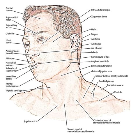 Anatomy and Regions of Head – Earth's Lab