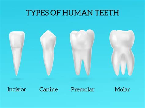 Teeth Names: Shape and Function of Four Types of Teeth