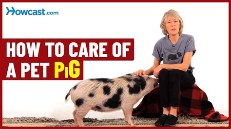 How to take care of a pet pig – KeyPetCare.com