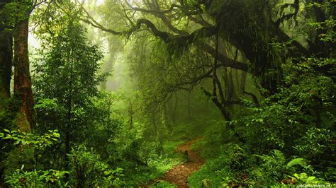 Green Forest 4K Wallpapers - Top Free Green Forest 4K Backgrounds - WallpaperAccess