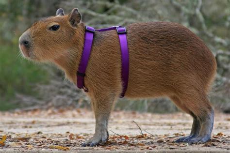 Capybara | The Life of Animals