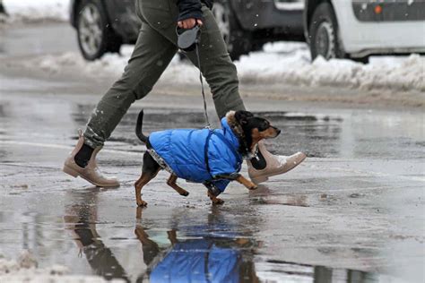 Winter dog-walking tips: Keep walks short, protect his paws