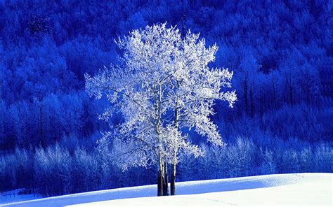 Aspen Tree Wallpaper - WallpaperSafari