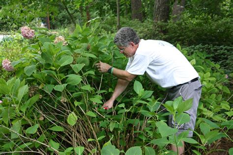 Hydrangea Summer Pruning – Step by Step | Walter Reeves: The Georgia Gardener