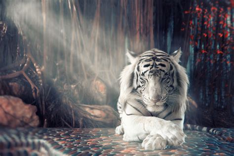 White Tiger Dreamy, HD Animals, 4k Wallpapers, Images, Backgrounds, Photos and Pictures