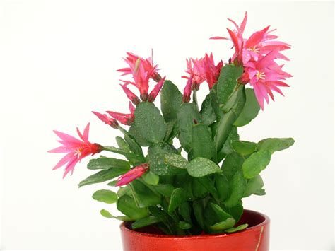 False Christmas Cactus Care 101 - Horticulture