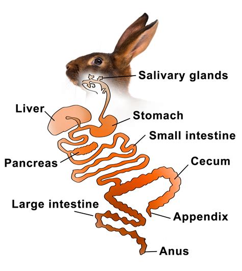 Rabbit Digestive System | How Rabbit Digest Food