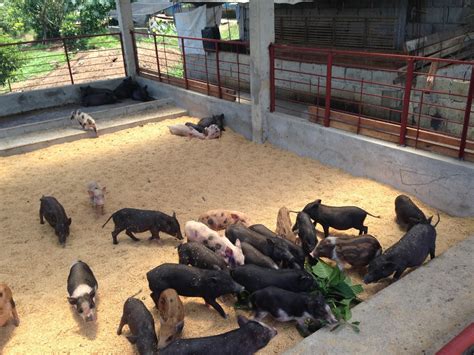 Philippine Native Pig Network: UNDERSTANDING THE PHILIPPINE NATIVE PIG BREED