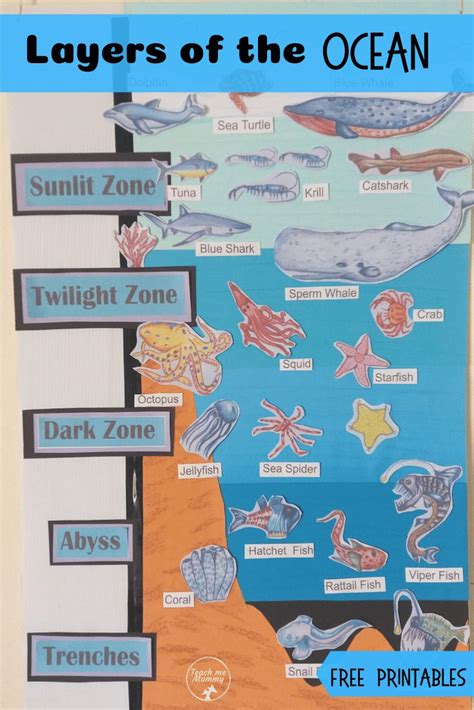 ️Printable Ocean Zones Worksheet Free Download| Goodimg.co