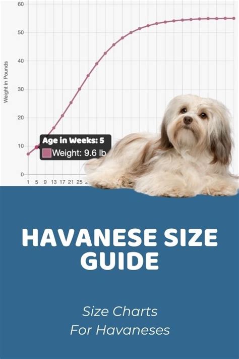 Havanese Size Guide: How Big Does a Havanese Get?