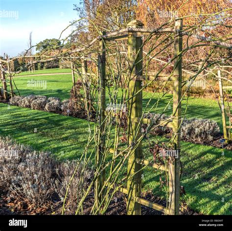 Climbing roses trellis hi-res stock photography and images - Alamy