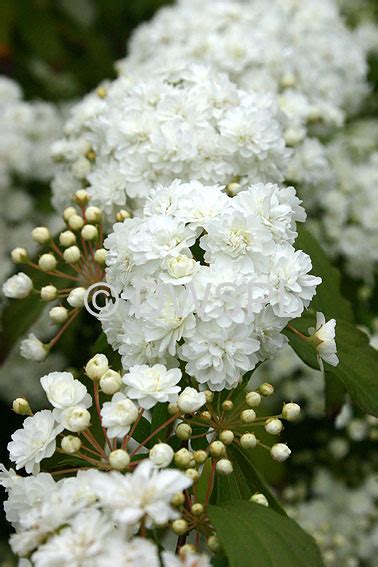 WHITE MAY BUSH (SPIRAEA CANTONIENSIS)