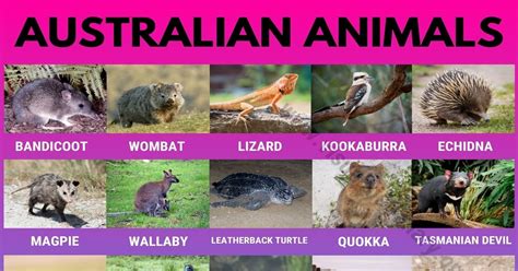 Australian Animals: List of 30 Famous Animals in Australia - Visual Dictionary