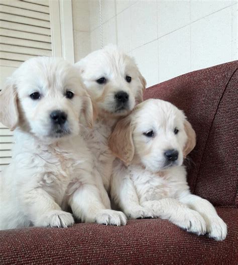 Golden Retriever Puppies For Sale | Kingwood, TX #198010