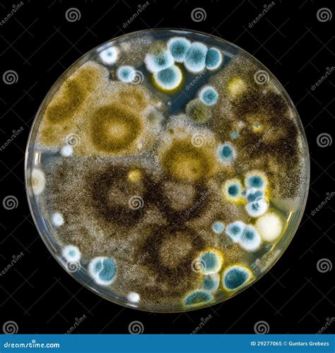 Petri Dish Infected With Bacteria On Laboratory Microscope Stock Photo | CartoonDealer.com #52224780